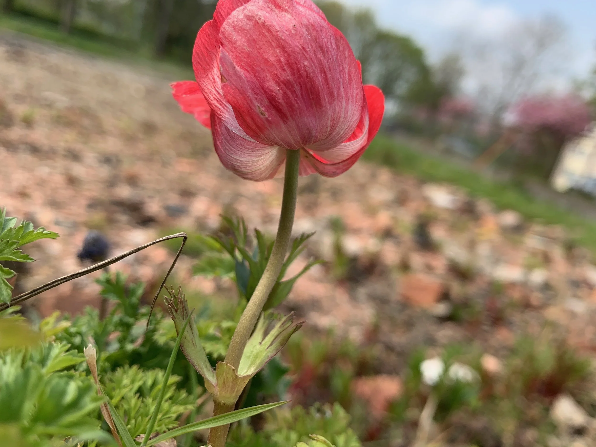 Anemone species — BSBI VC77